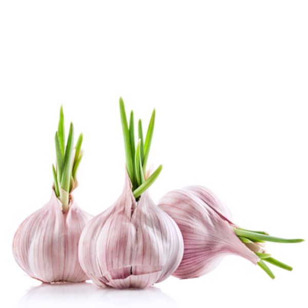 kara sarımsak, sarımsaklı şampuanın faydaları, sarımsaklı nerede, sarımsakla saç bakımı, saç serumu fiyatları, kara sac, vuslat saç, sarımsakla saç çıkarma, saç çıkaran serum, sarimsakli nerede, saç serumu eczane, siyah kara, sac cikaran serum, eczanede satılan saç serumları, karasarimsak, saç bakım serumu nasıl kullanılır, sarımsaklı nerde, mdc black garlic,