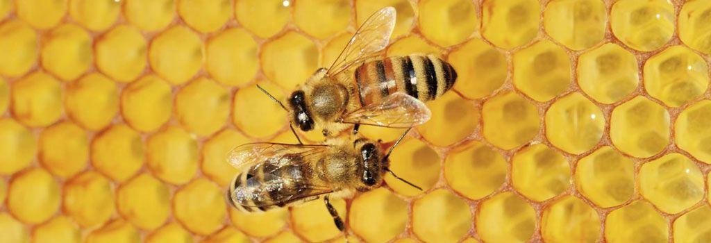 propolis, propolis nedir, propolis fiyatı, propolis damla, propolis kullanımı, propolis damla fiyatı, propolis nerede satılır, doğal propolis, saf propolis, propolis kremi, propolis satış, propolis damla nedir, propolis kapsül, propolis ürünleri, propolis satın al, propolis markaları, propolis nerede bulunur, en iyi propolis, propolis kanser, toz propolis